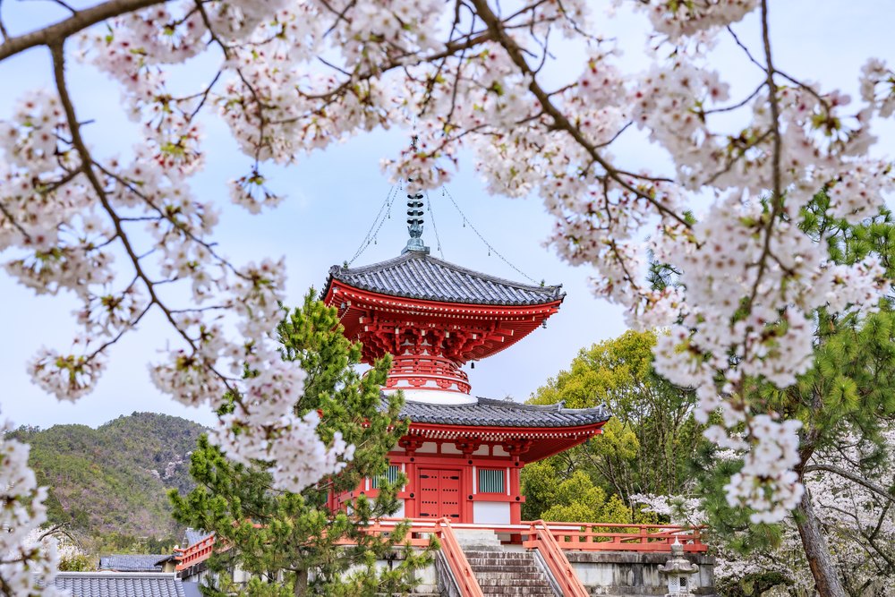 大覚寺・大沢池と桜(京都・嵯峨)