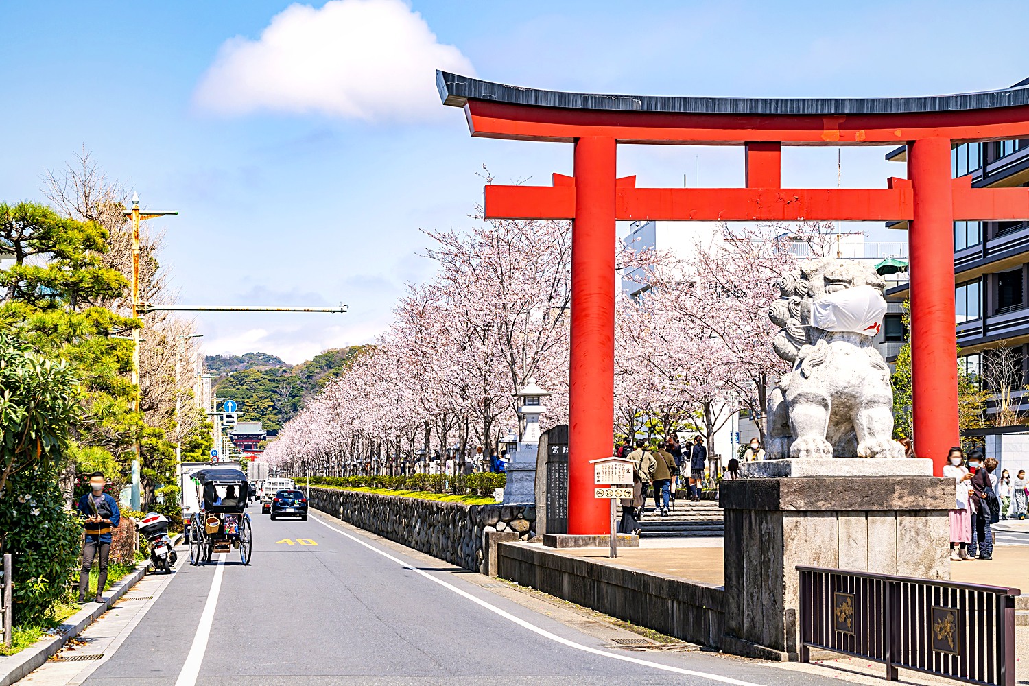 鶴岡八幡宮の参道・段葛の桜並木