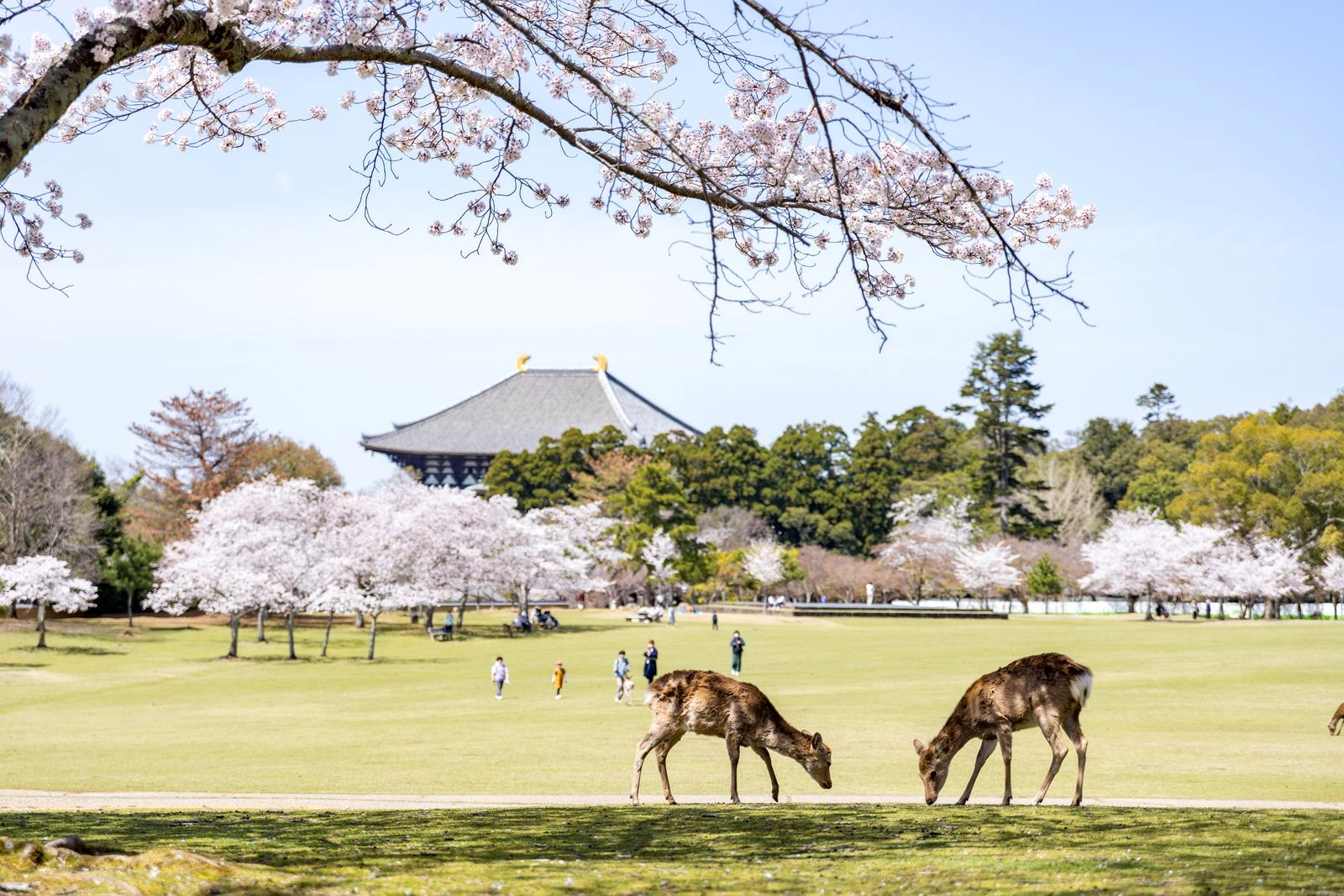 奈良公園でくつろぐ鹿
