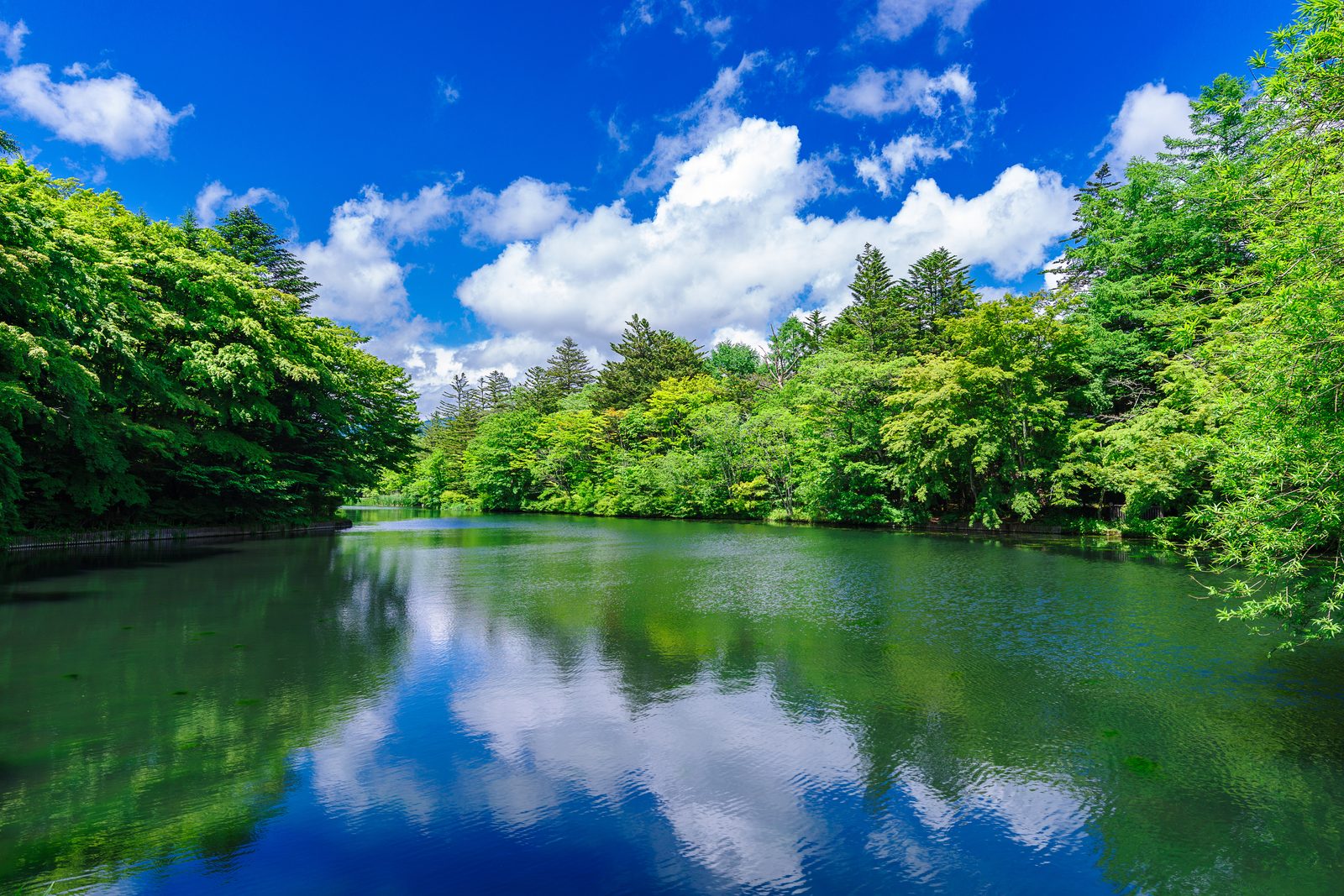 初夏の雲場池