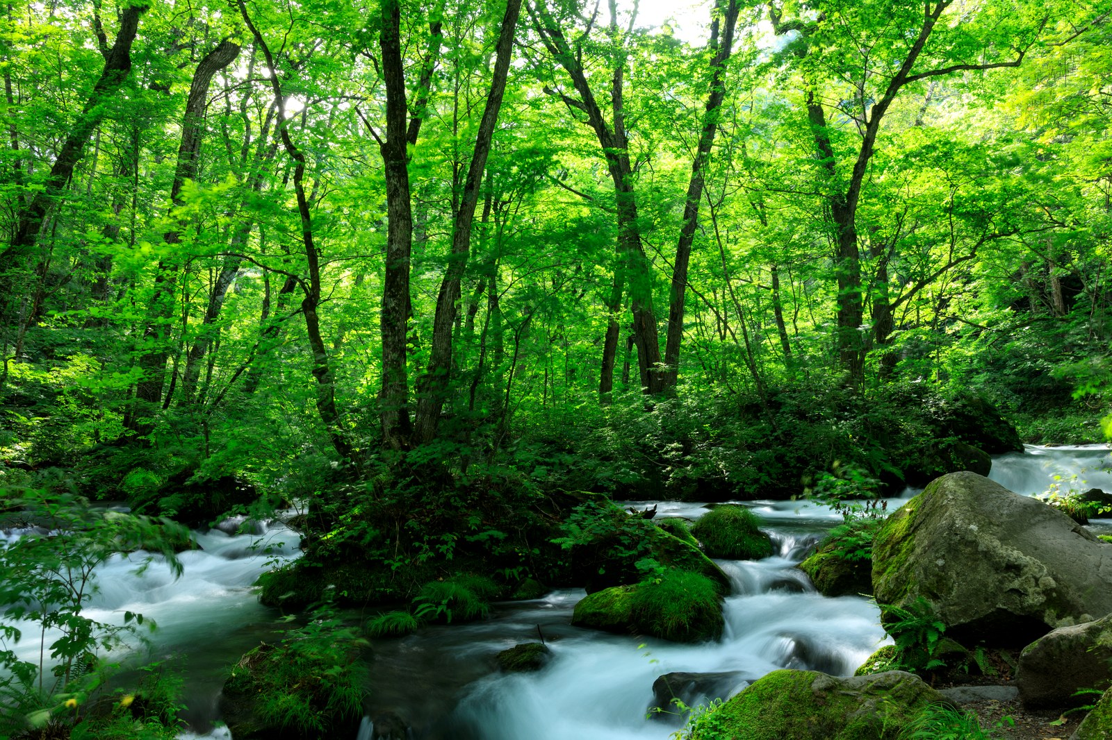 夏の奥入瀬。苔むした岩のあいだを水が幾筋にも分かれて流れる