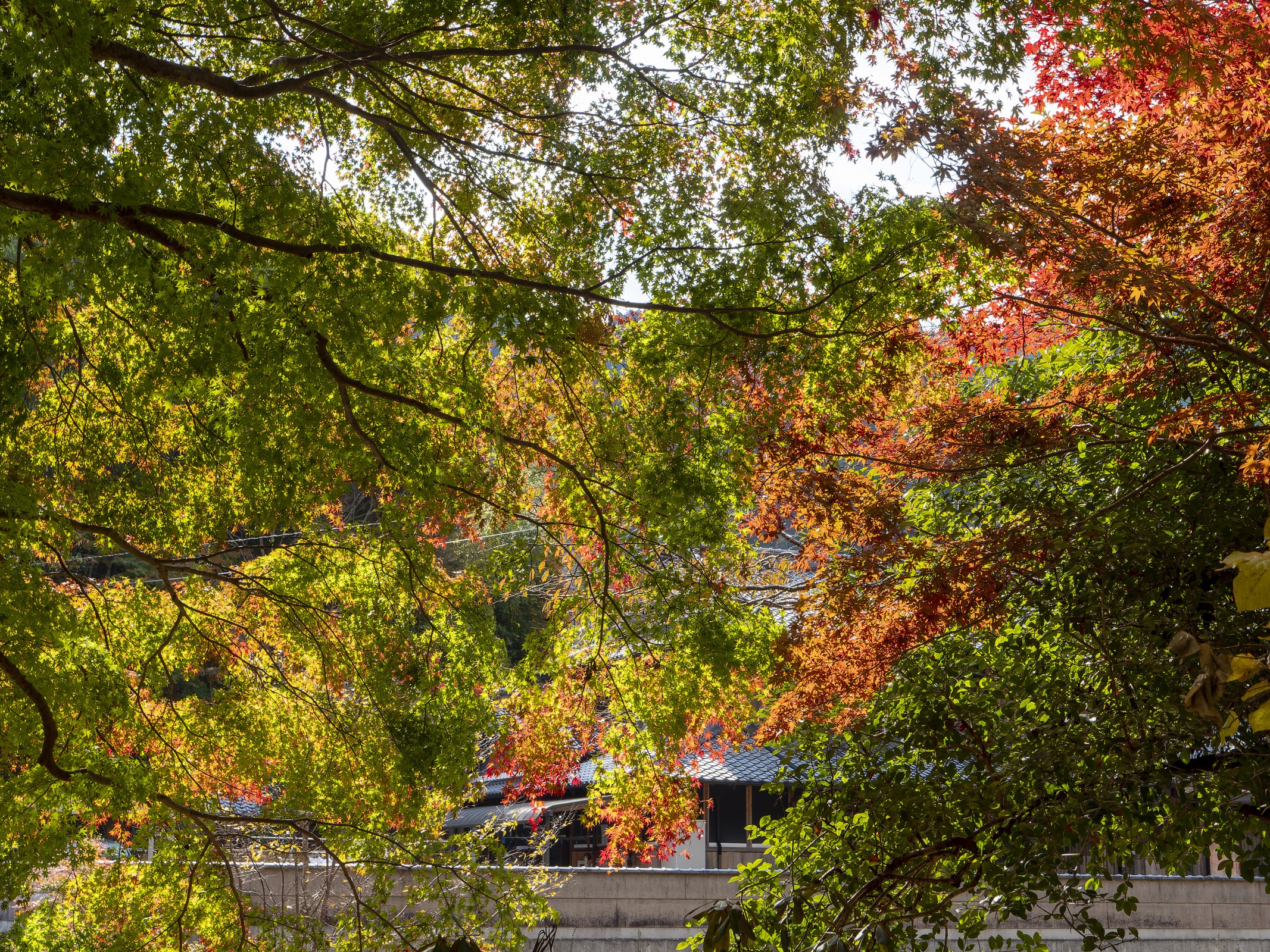 室生寺 金堂まわりの紅葉