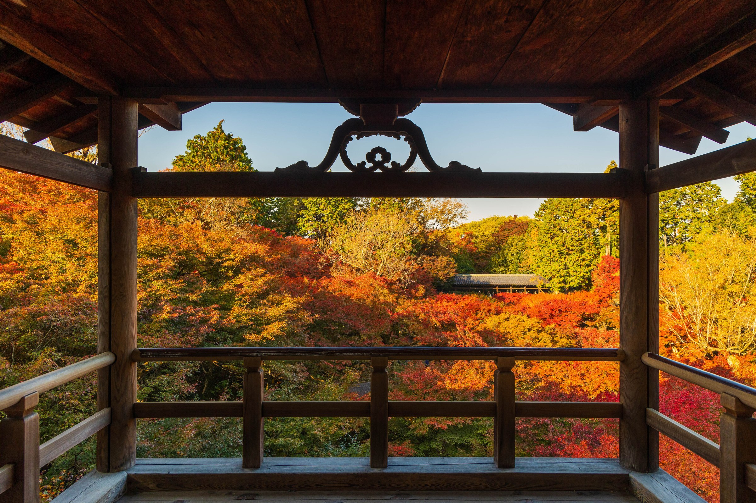 紅葉の東福寺・通天橋から見た渓谷のもみじ