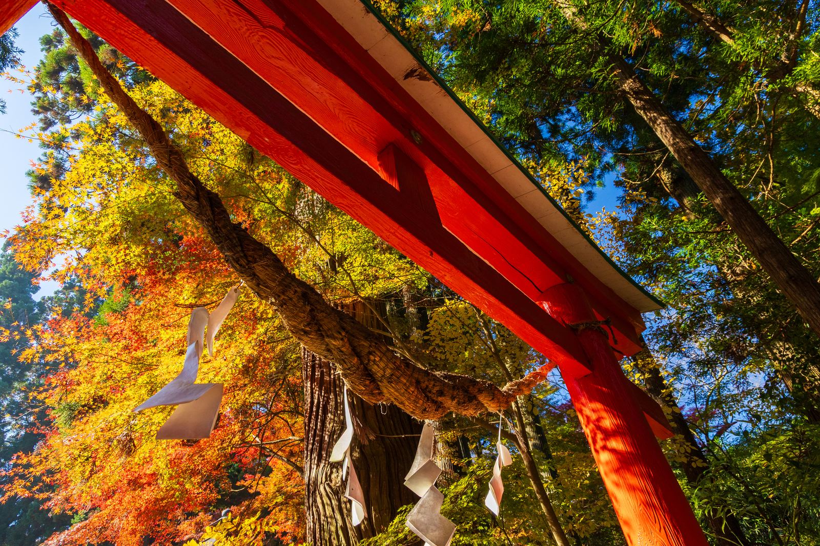 中尊寺 白山神社の朱の鳥居と色づいた木々(写真=PIXTA)