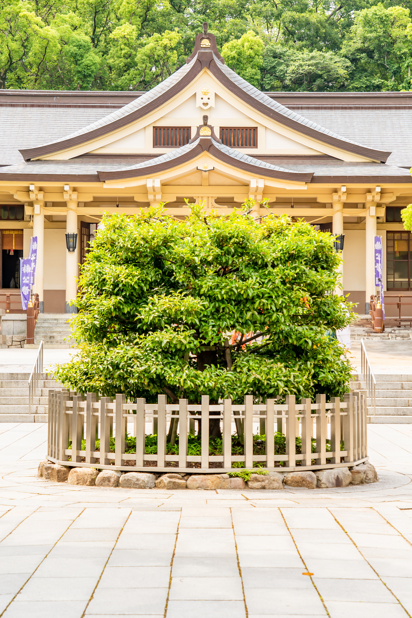 湊川神社 楠社の拝殿と、手前に立つ大きな楠