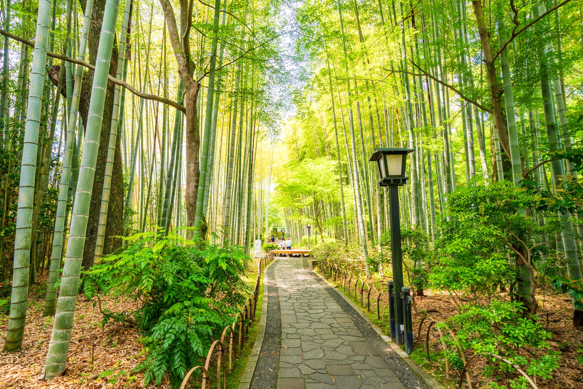修善寺温泉の竹林の小径