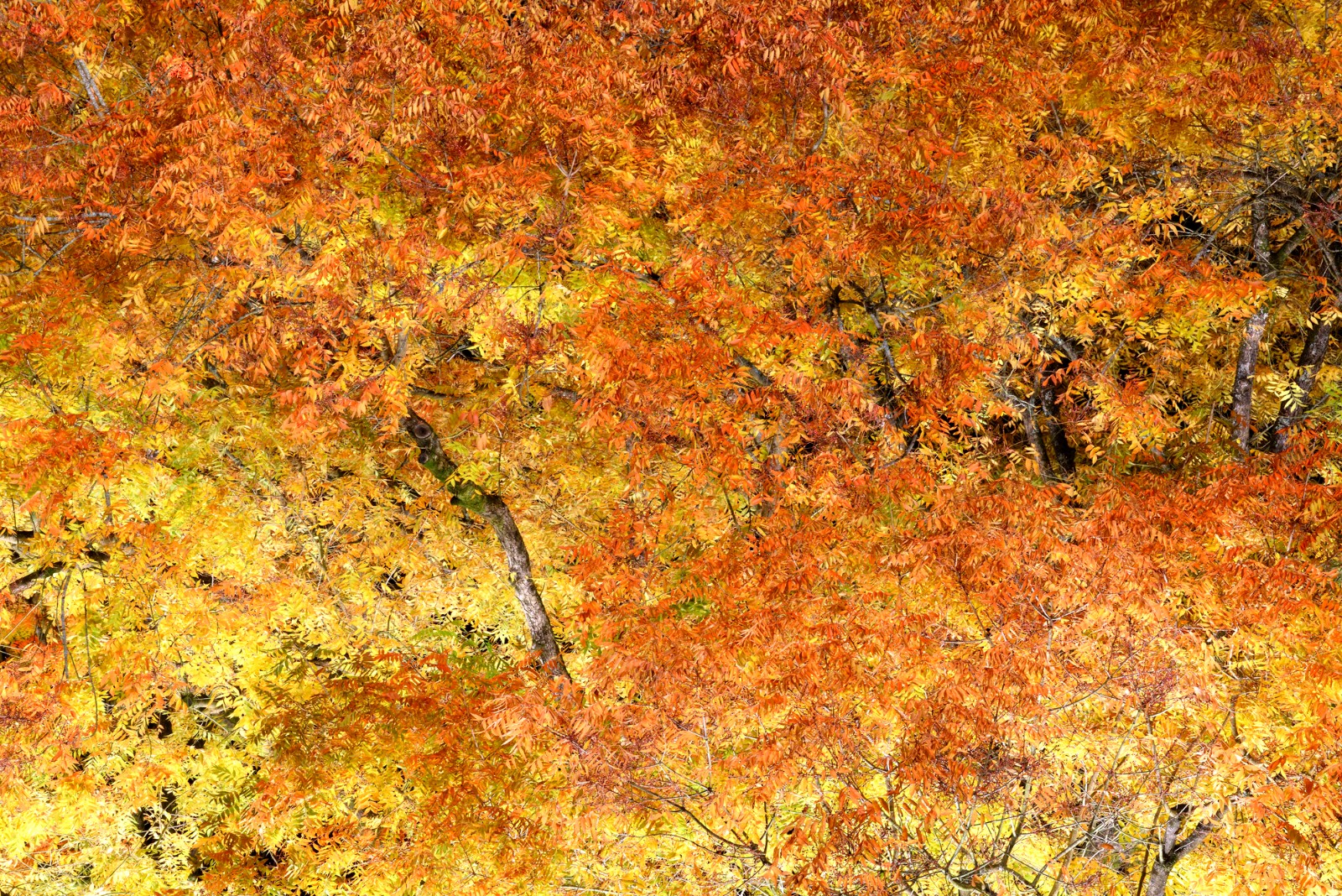 旧閑谷学校の楷の木の黄から赤へのグラデーション